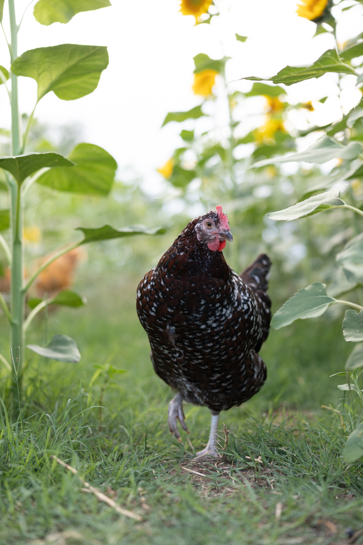 Your First Backyard Flock: What You Need to Know Before Getting Chickens