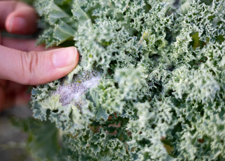 Growing Kale